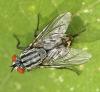 Sarcophaga sp.